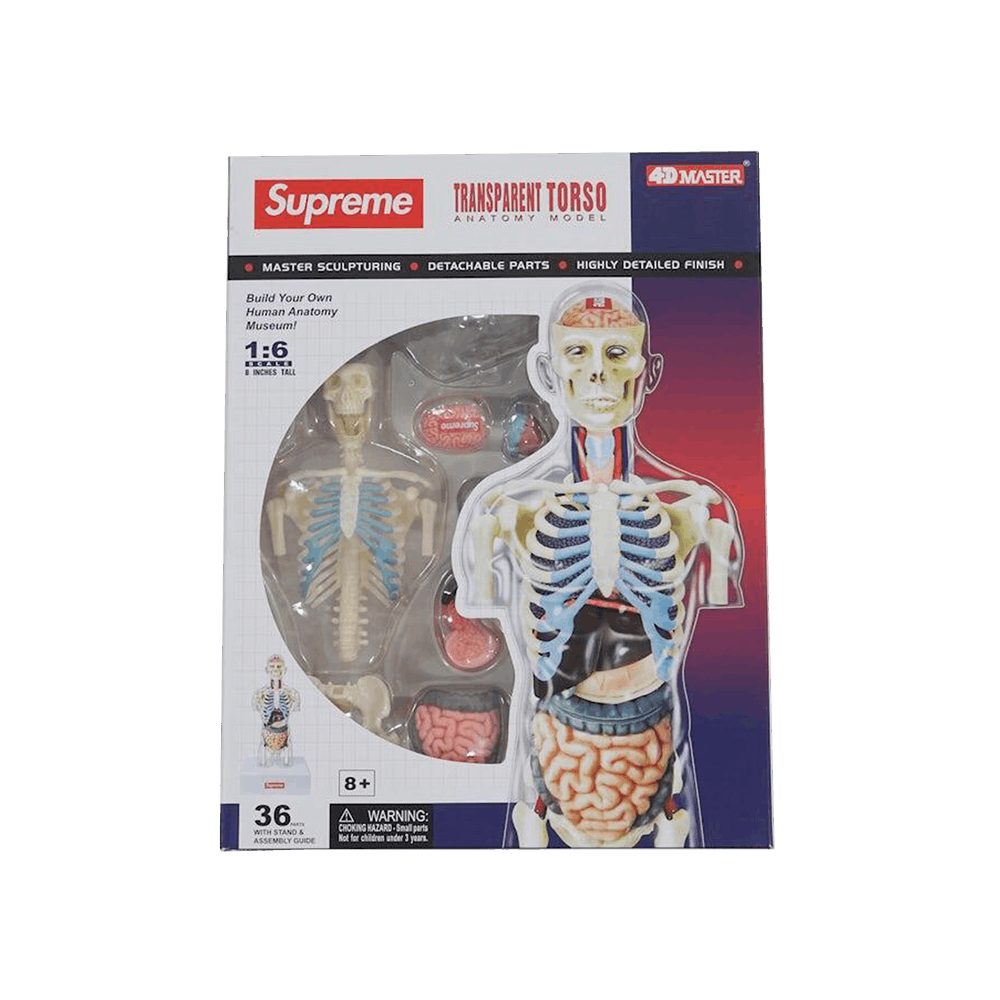 Buy Supreme Male Anatomy Model 'Clear' - FW18A72 CLEAR | GOAT