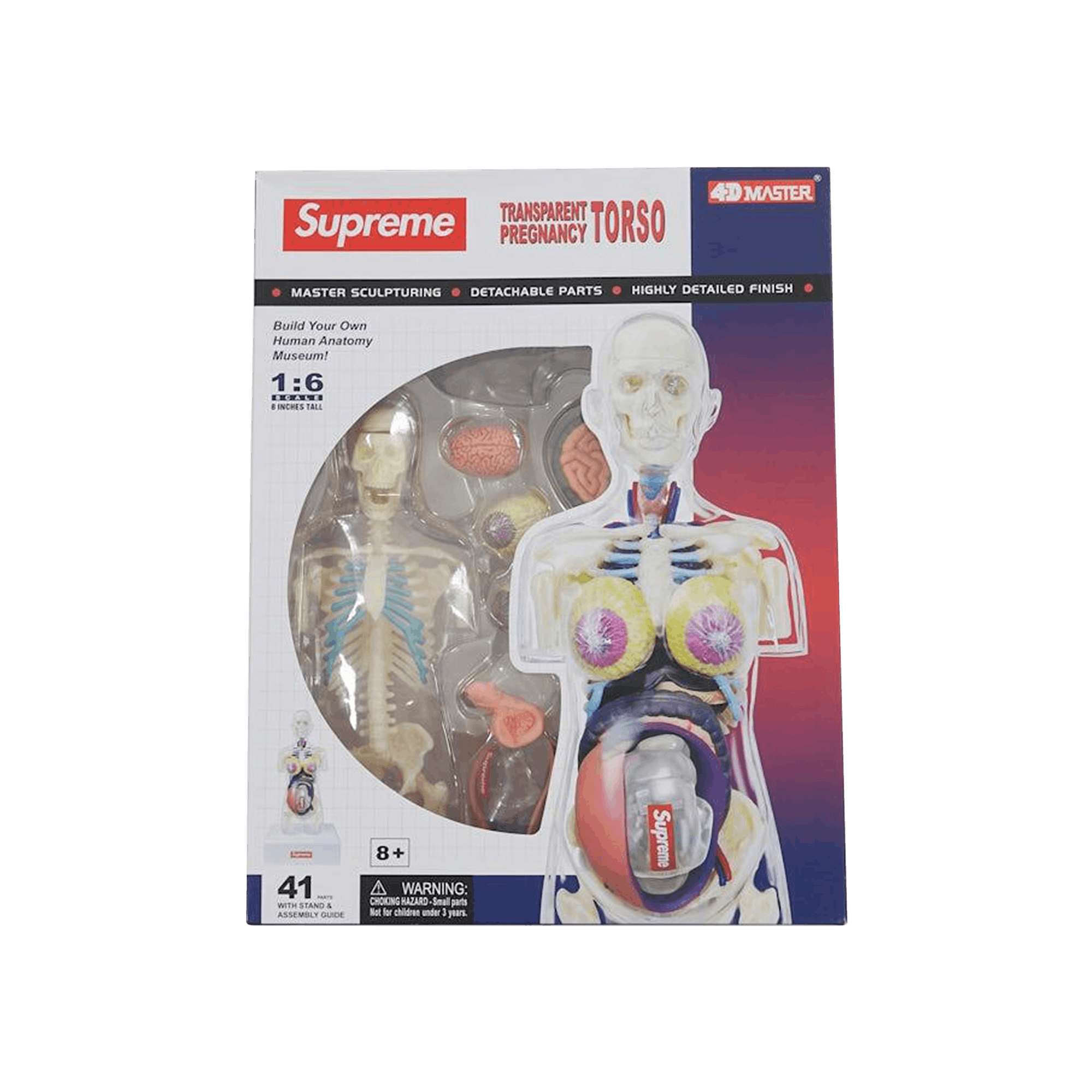 Supreme Female Anatomy Model 'Clear'