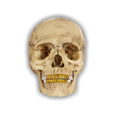 Buy Supreme 4D Model Human Skull 'Natural' - 00052 1FW2344S4MHSN