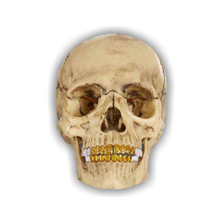 Buy Supreme 4D Model Human Skull 'Natural' - 00052 1FW2344S4MHSN