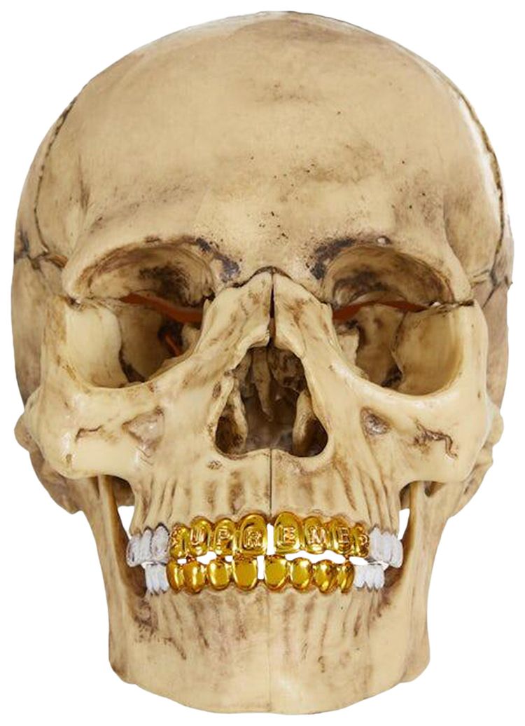 Supreme 4D Model Human Skull Natural
