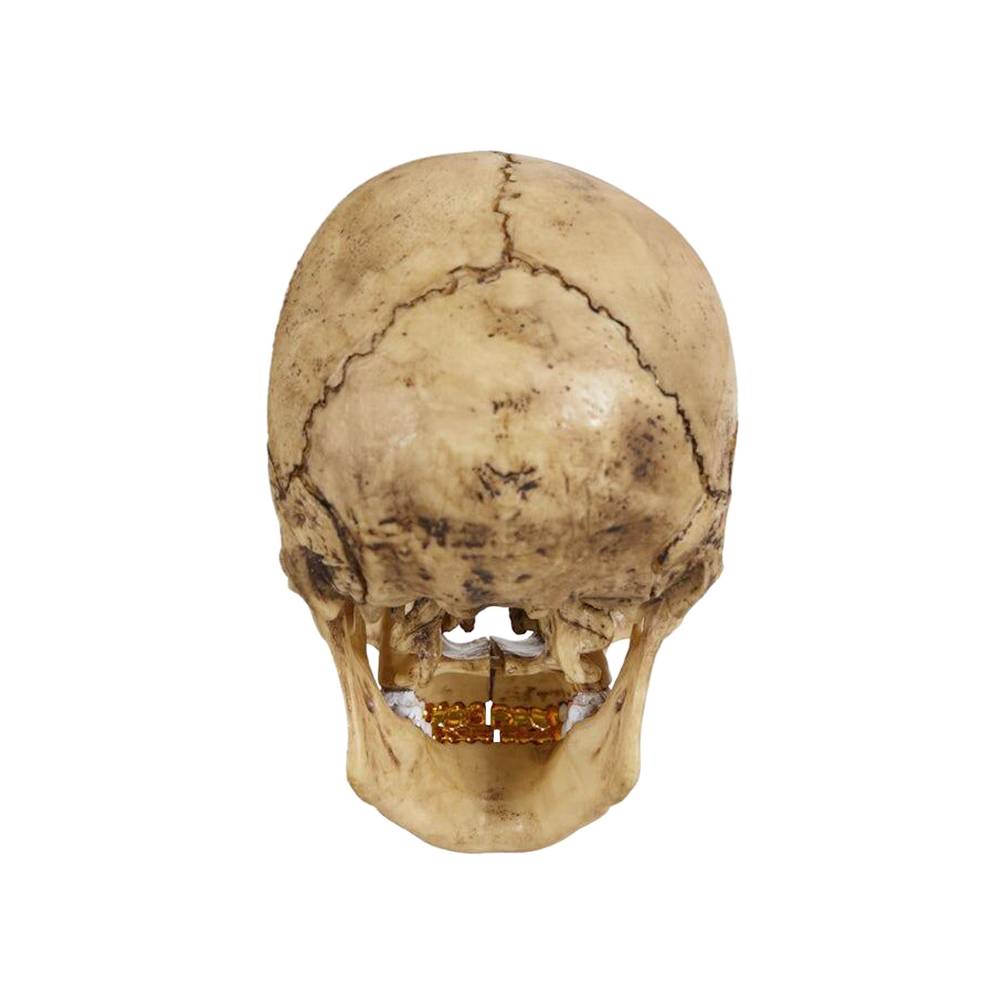 Buy Supreme 4D Model Human Skull 'Natural' - 00052 1FW2344S4MHSN