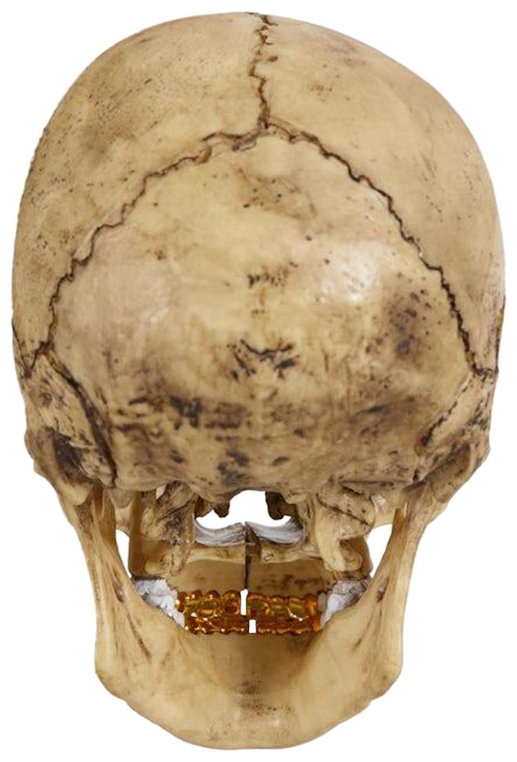Supreme 4D Model Human Skull Natural