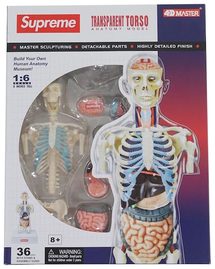 Supreme Male Anatomy Model Clear