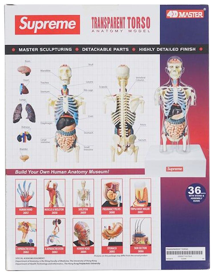 Supreme Male Anatomy Model Clear