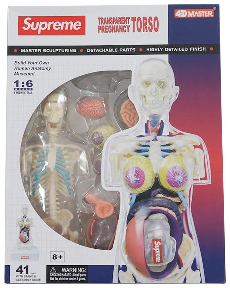 Supreme Female Anatomy Model Clear