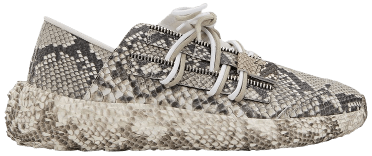 Giuseppe zanotti clearance urchin rocks